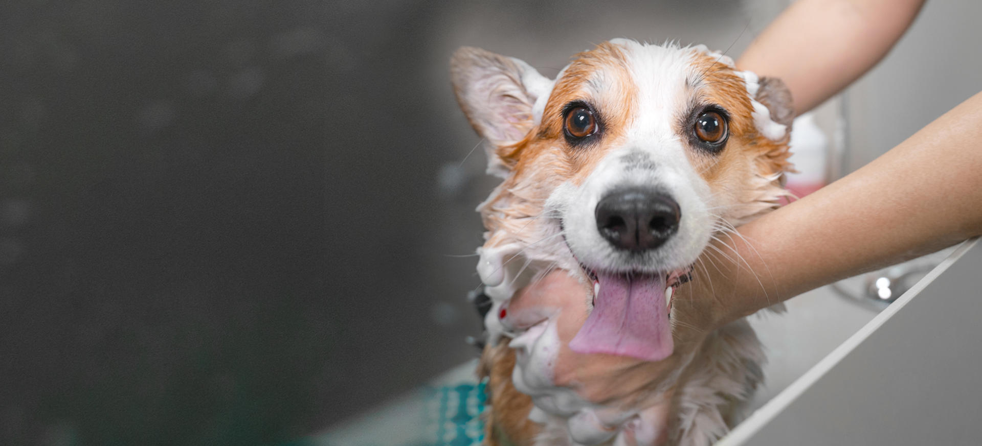 Bubbles' Mobile Grooming Parlor - Home